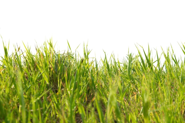 Green grass isolated