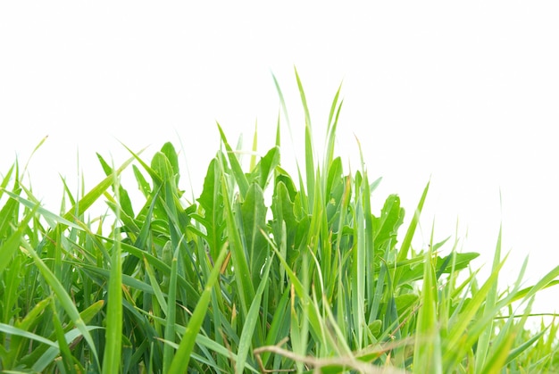Зеленая трава изолирована