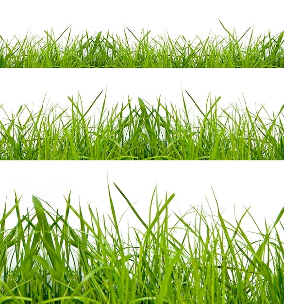 Green grass isolation on the white backgrounds