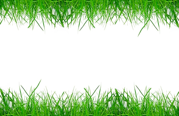 Green grass isolation on the white surfaces