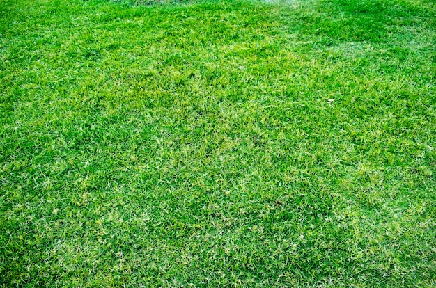 Photo green grass, jahaj mahal garden