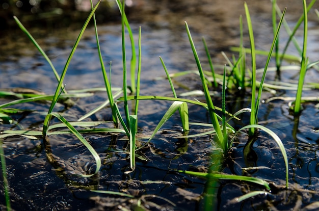 Green grass on the Lake.