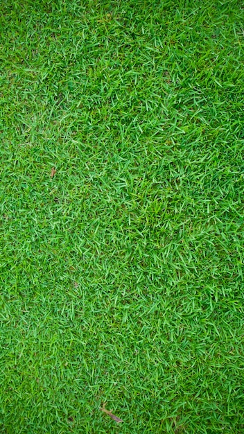 green grass lawn background for presentation 