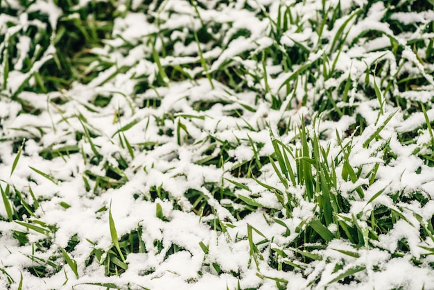 Photo green grass on lawn, covered with white snow.