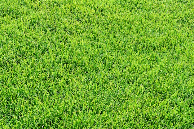 Green grass lawn or field background