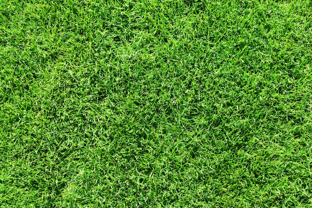 Green grass lawn or field