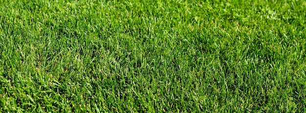 Green grass lawn in the garden, green flooring