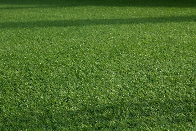 Green grass lawn lawn closeup