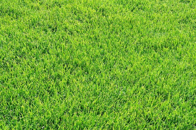 Фото Зеленая трава газон или поле фон
