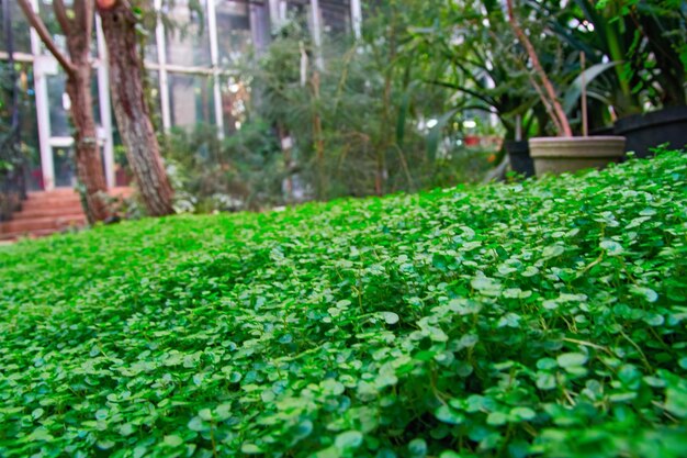 Green Grass Lawn Selective Focus Perspective