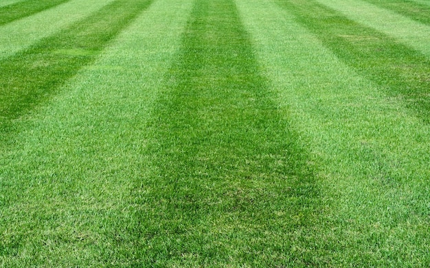 green grass lawn for team sports grass background