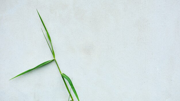 Green grass leaf and old white cement wall 