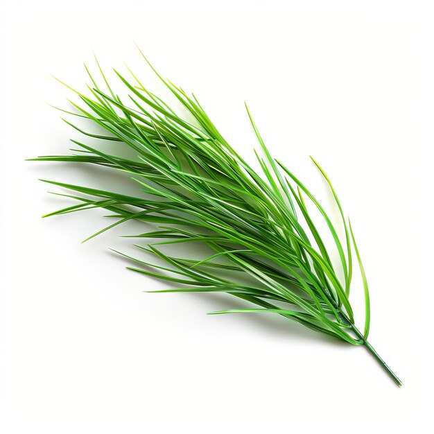 Зеленый лист травы на белом фоне