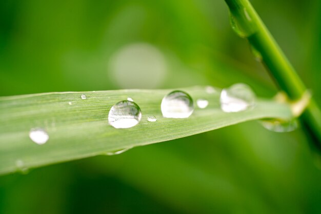 Green grass leaf with raindrops close up on blurred background