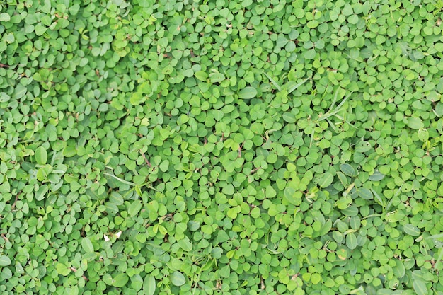 녹색 잔디 배경에 대 한 나뭇잎.