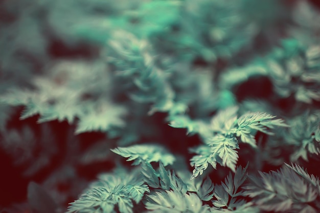 green grass leaves top view wild field / summer in the jungle, forest grass abstract view, background