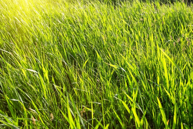 Green grass lit by the bright sun