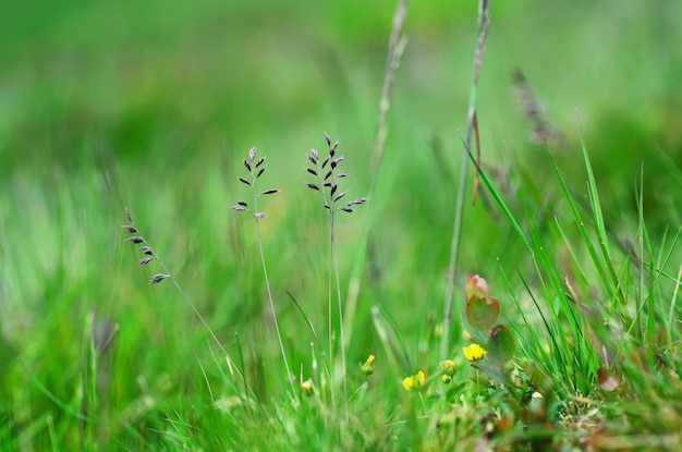 牧草地の緑の草抽象的な花の背景