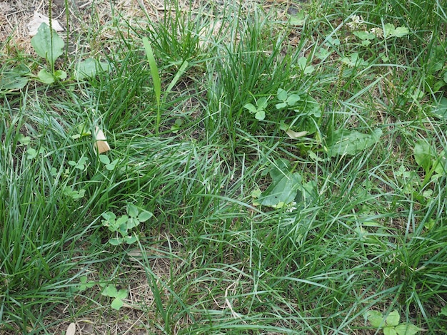 緑の草の牧草地の背景