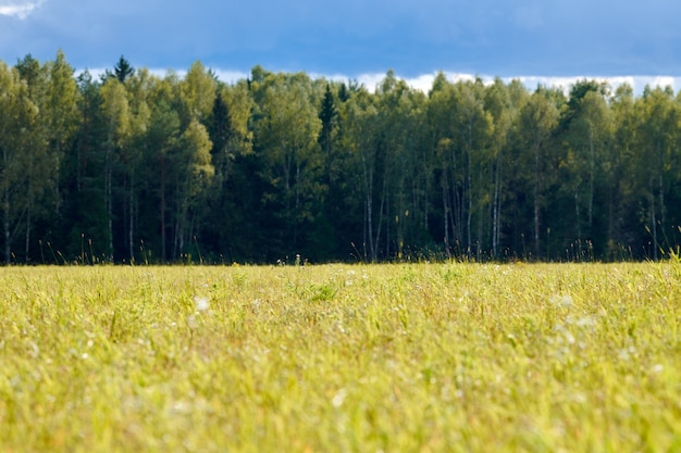 Erba verde, campo di prato, sfondo di foresta. paesaggio estivo, bestiame al pascolo