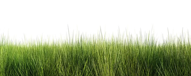 Green grass meadow isolated on white background