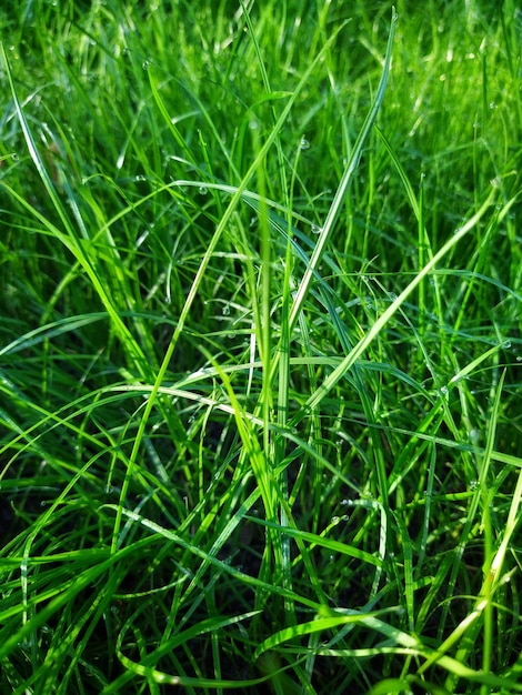 Foto erba verde sul prato sfondio naturale