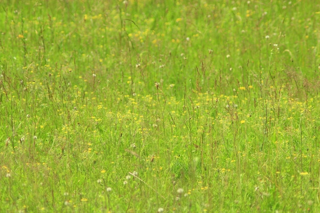 green grass on the meadow in the summer