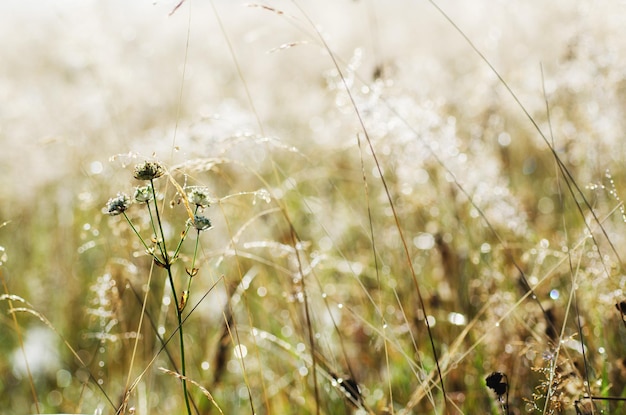 Green grass on a meadow with shiny dew water drops abstract natural background