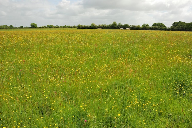 Green grass meadow woody hedgerow