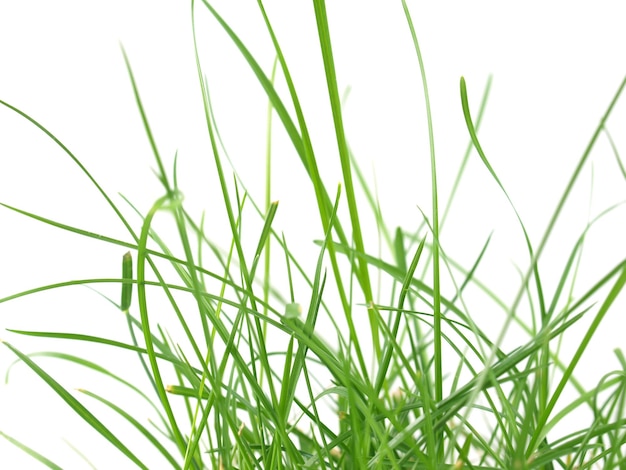 綠草草地