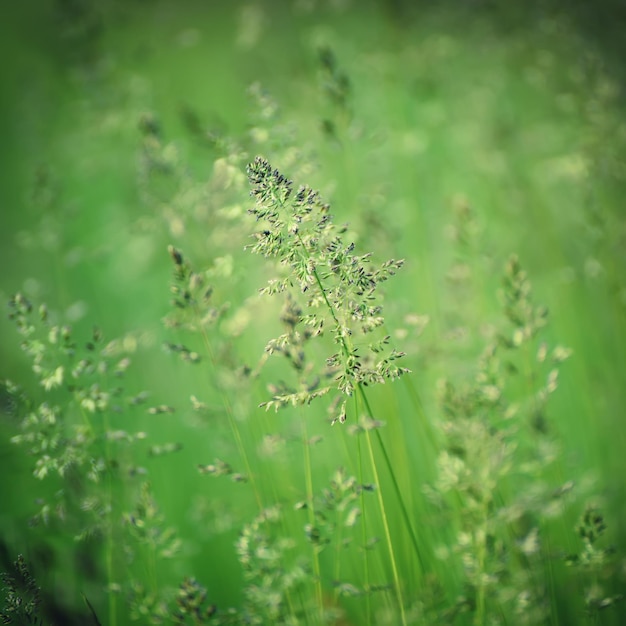 Green grass meadow