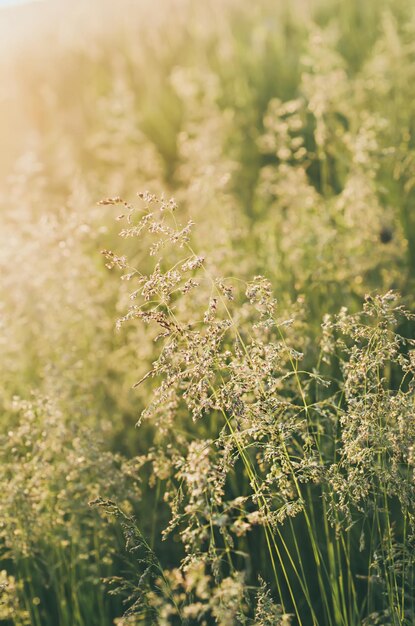 Green grass meadow