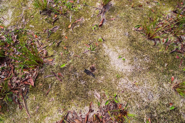 Green grass and moss backdrop and texture on the soil's surface