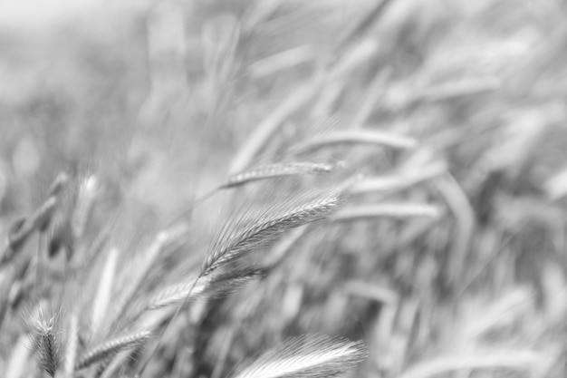 緑の草の自然な背景 緑のライ麦または小麦の小穂 自然の草原