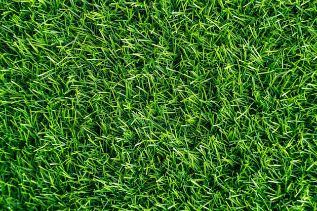 Green grass. natural background texture. fresh spring green grass. - Image