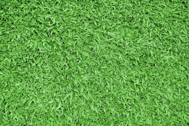 Green grass. natural background texture. fresh spring green grass.