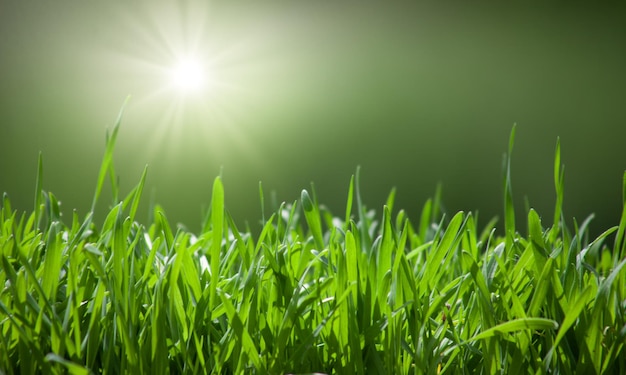 Green grass natural background with selective focus