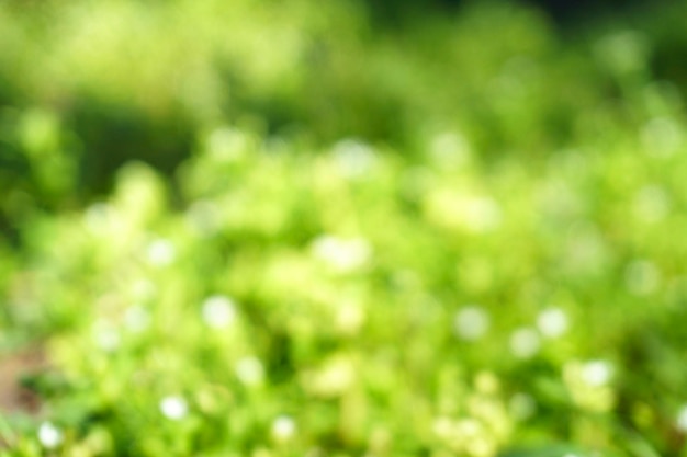 Green grass natural herb background texture Lawn garden with beauty bokeh