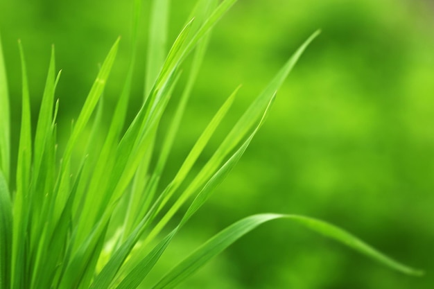 Green grass on nature background close up