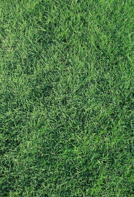 Foto trama di sfondo natura erba verde