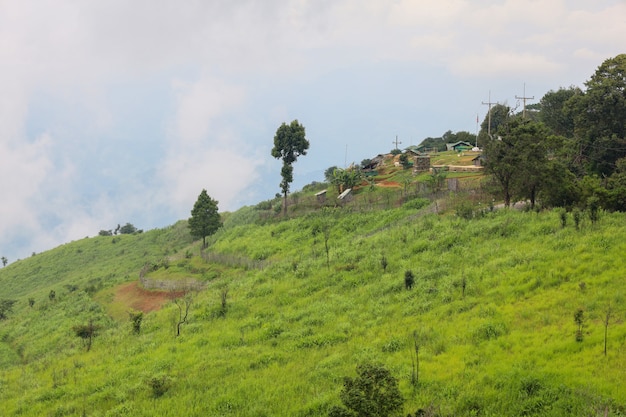 Green grass on nature mountain in rainny season