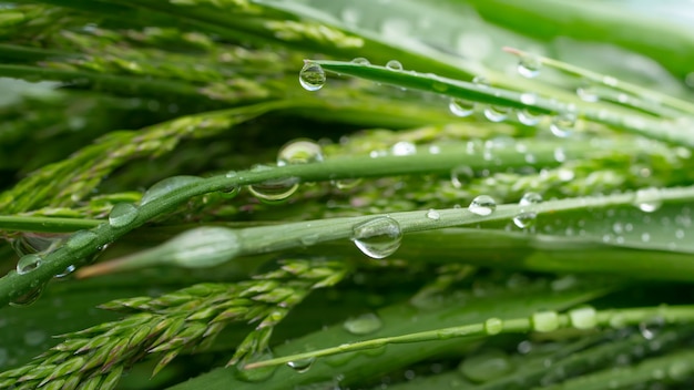 Green grass in nature with raindrops