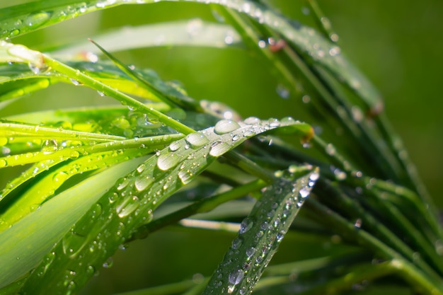 雨滴と自然の中で緑の草
