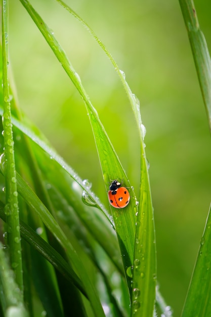 Erba verde in natura con le gocce di pioggia