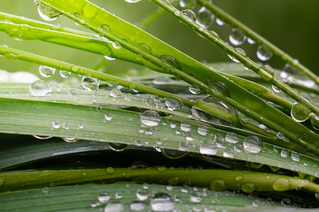 Green grass in nature with raindrops