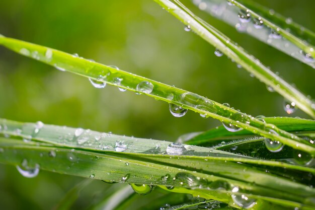 Green grass in nature with raindrops