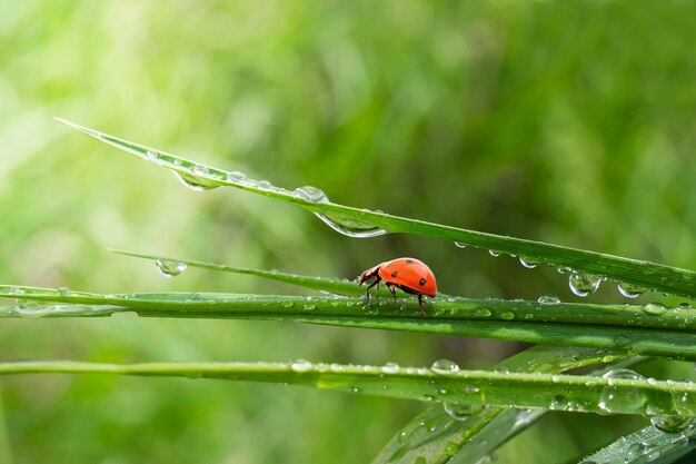 雨滴と自然の中で緑の草