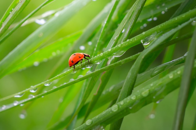 雨滴と自然の中で緑の草