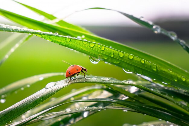 雨滴と自然の中で緑の草