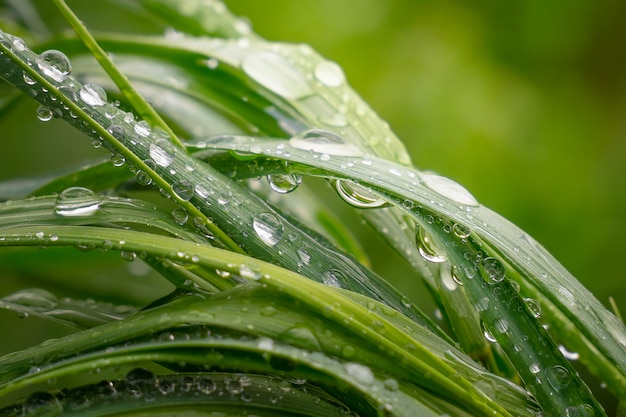 Green grass in nature with raindrops